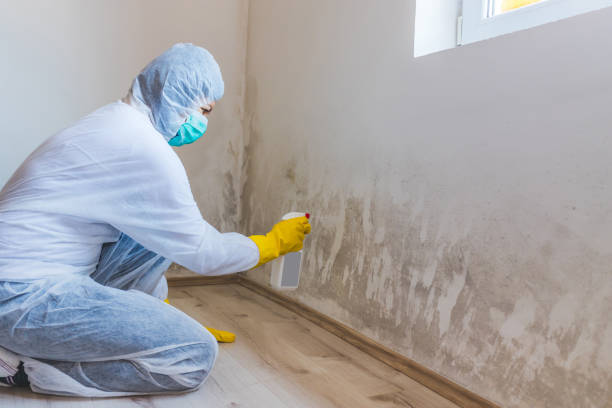 Licensed Black Mold Removal service in Jenners, PA - WQB Mold Removal