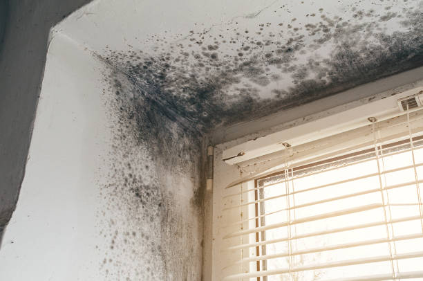 Affordable Black Mold Removal solutions in Jenners, PA