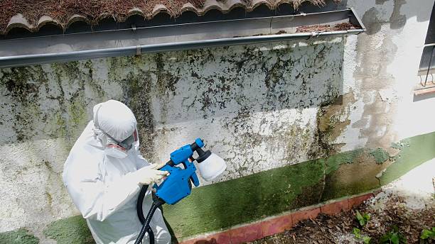 Top rated local Black Mold Removal specialists in Jenners, PA